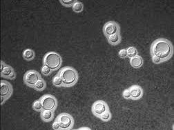 Observation of Yeast Morphology and Identification of Live/Dead Cells